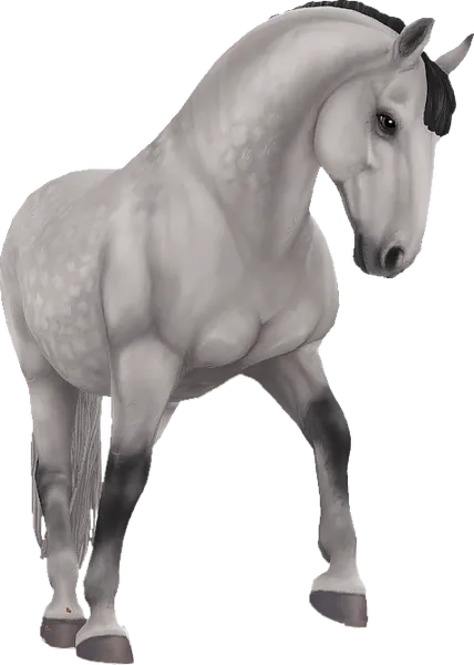 Lipizzaner, Light Dapple Grey