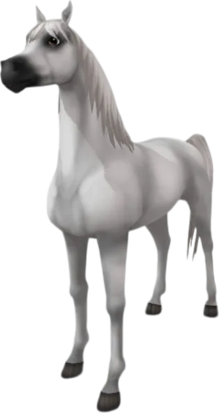 Arabian Thoroughbred, Light Grey