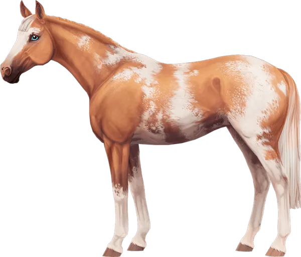 English Thoroughbred, Palomino Sabino