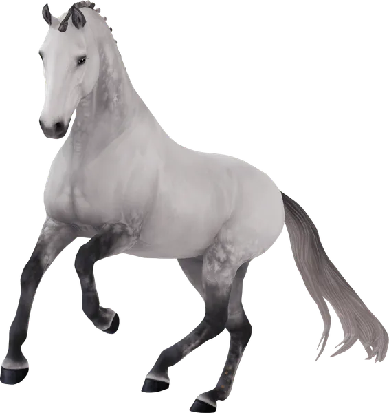 Dutch Warmblood, Dapple Grey