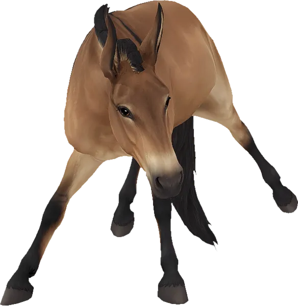Mule, Bay Dun