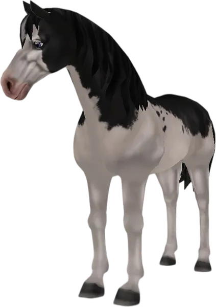 American Paint Horse, Black Splash Overo