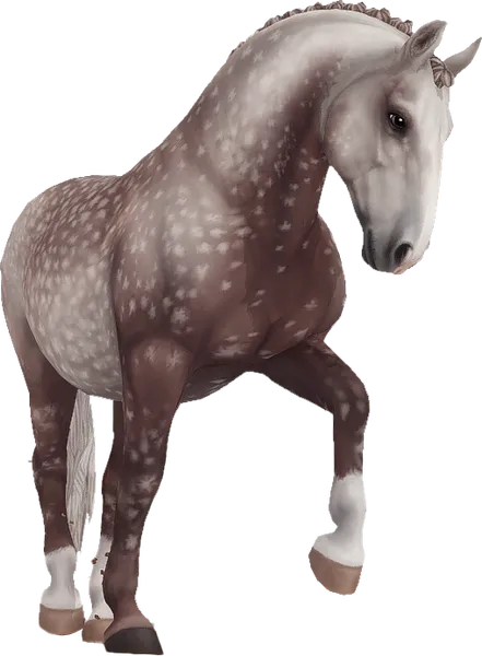 Lipizzaner, Rose Grey