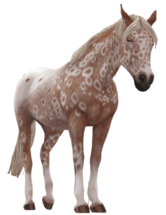 Appaloosa in Star Stable Online