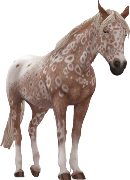 Appaloosa, Flaxen Chestnut Peacock Leopard Blanket