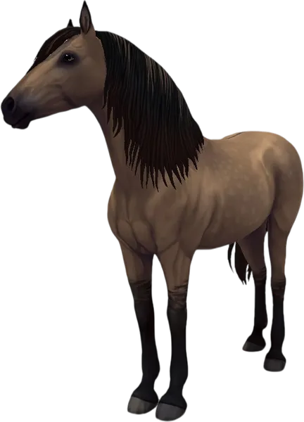 Paso Fino, Bay Dun