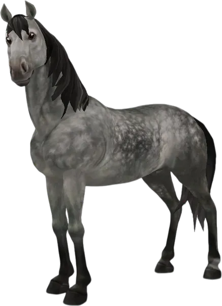 Morab, Dapple Grey