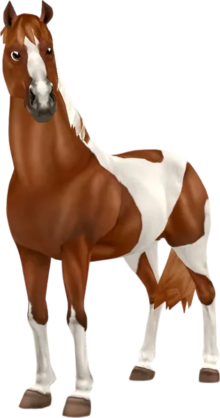 American Paint Horse, Chestnut Tobiano