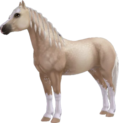 Welsh Pony, Palomino Sabino