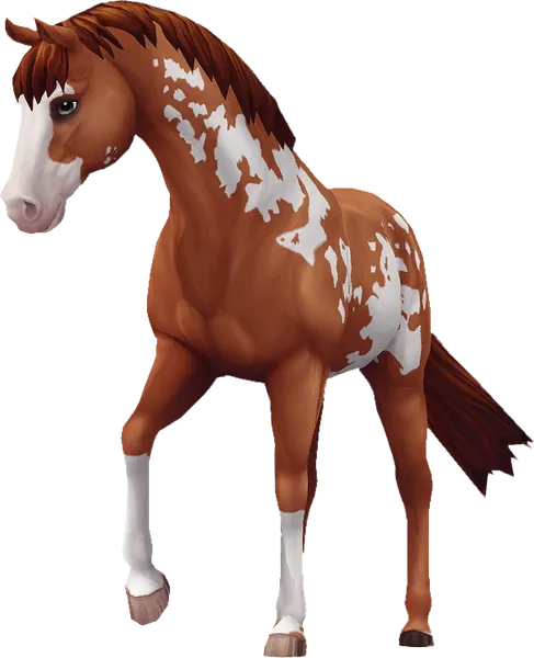 Jorvik Warmblood, Chestnut Overo