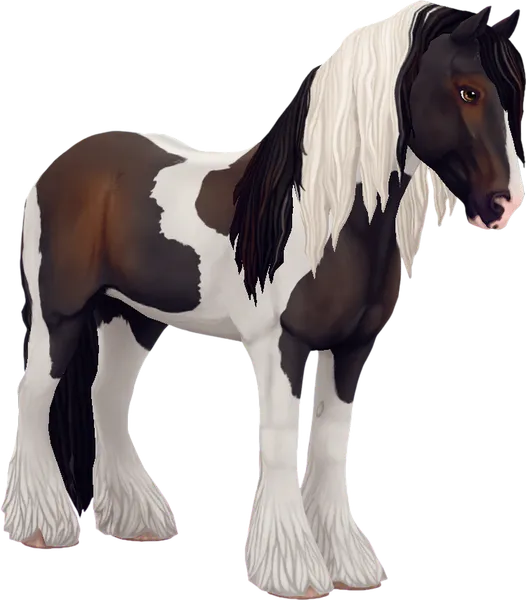 Irish Cob, Dark Bay Tobiano