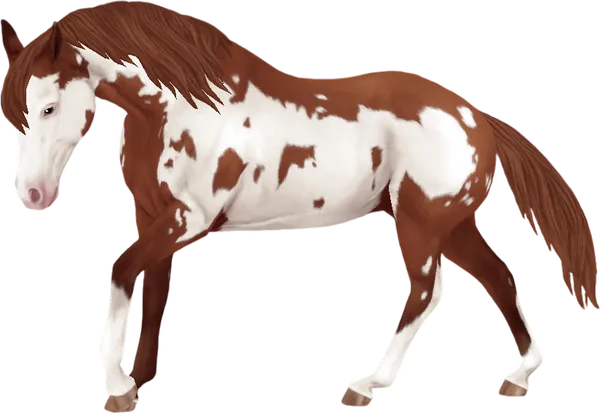 American Paint Horse, Chestnut Overo