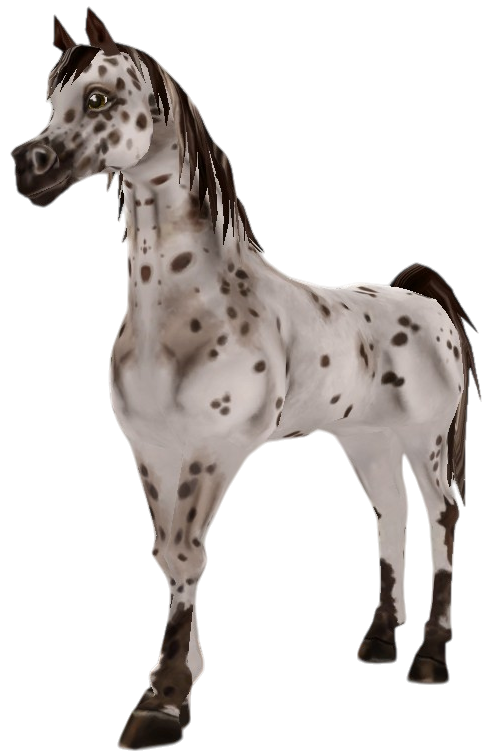 Arabian Thoroughbred in Star Stable Online