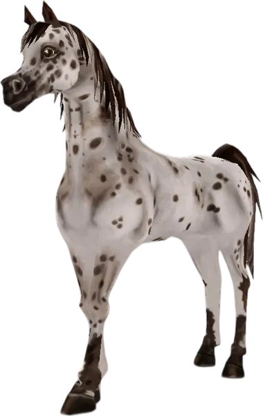 Arabian Thoroughbred, Brown Leopard
