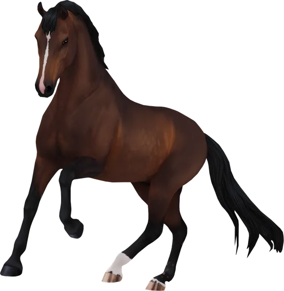 Dutch Warmblood, Bay