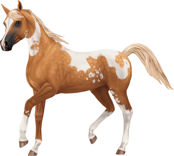 Pintabian, Dapple Palomino Pinto