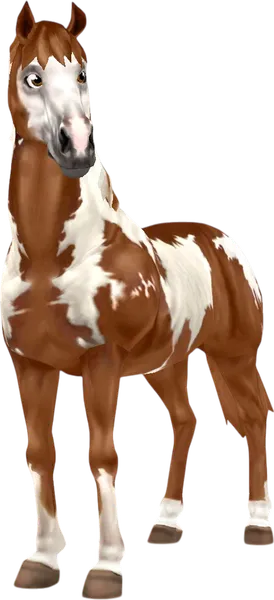 American Paint Horse, Chestnut Overo