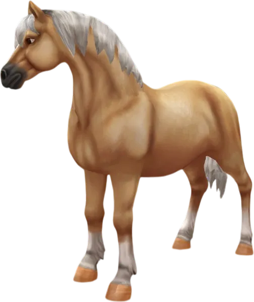 Welsh Pony, Palomino