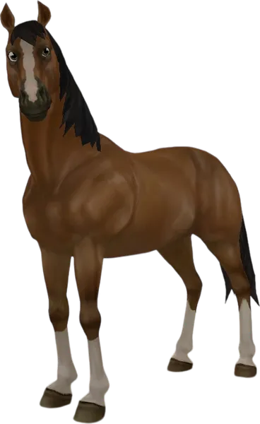 Dutch Warmblood, Wild Bay