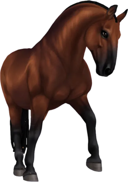 Lipizzaner, Bay
