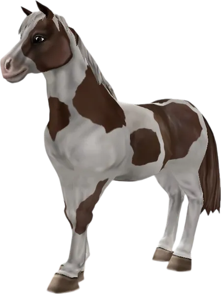 Chincoteague Pony, Brown Pinto
