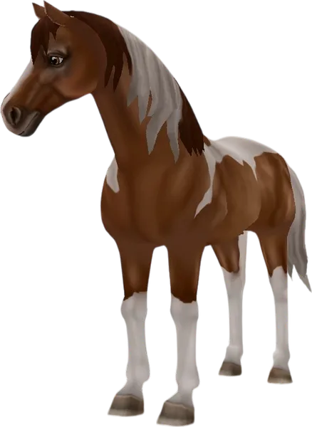 American Paint Horse, Chestnut Tobiano