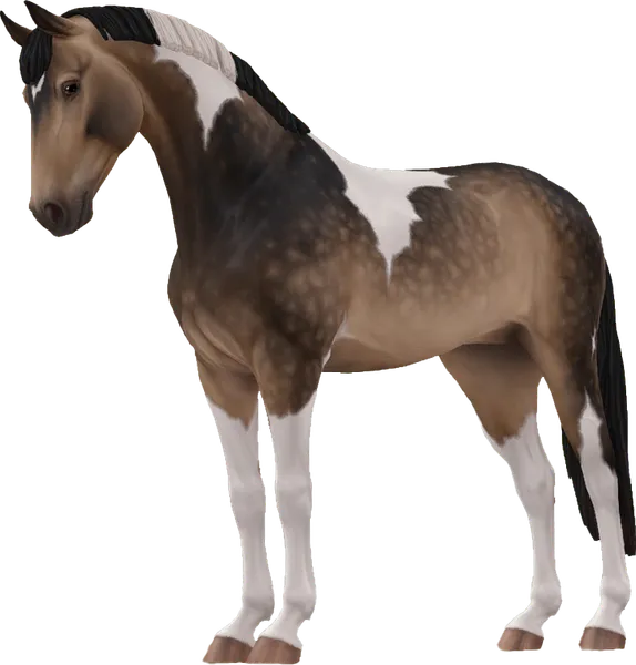 Selle Francais, Sooty Buckskin Tovero