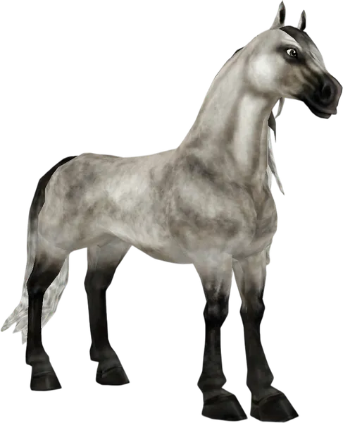 Andalusian, Dapple Grey