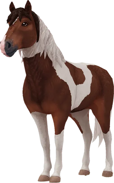 Curly Horse, Bay Tobiano