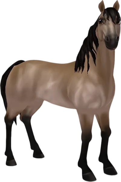 Morgan, Buckskin