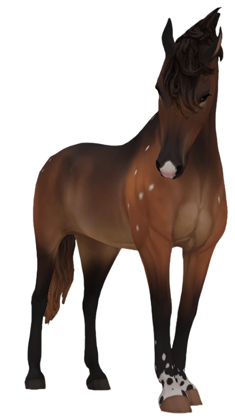 Belgian Warmblood in Star Stable Online