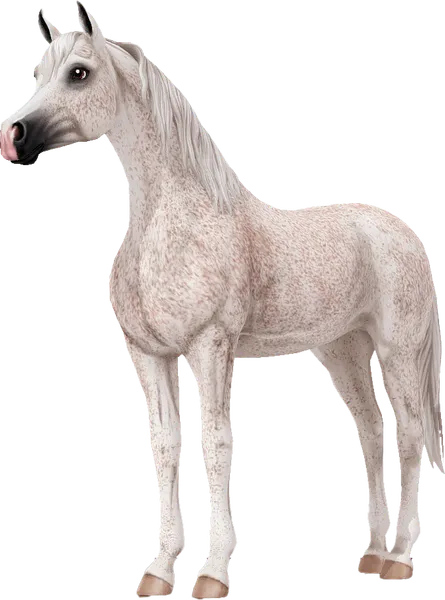 Arabian, Fleabitten Grey