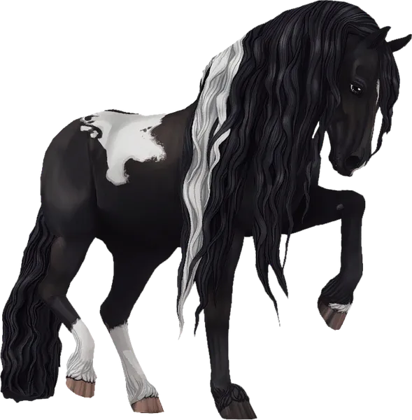 Jorvik Friesian, Black Pinto