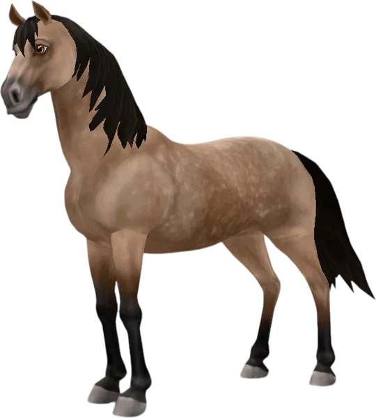 Morgan, Dappled Buckskin