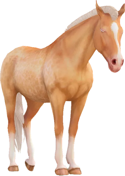 Appaloosa, Dapple Gold Champagne