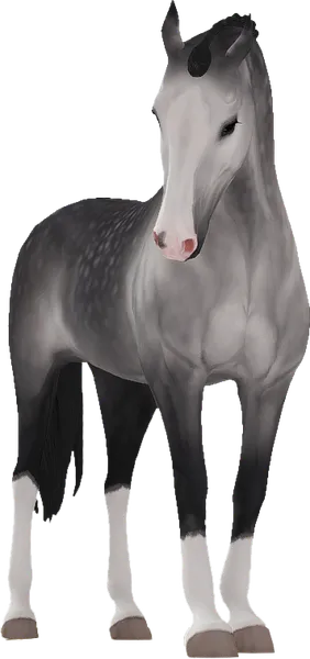 Belgian Warmblood, Dapple Grey