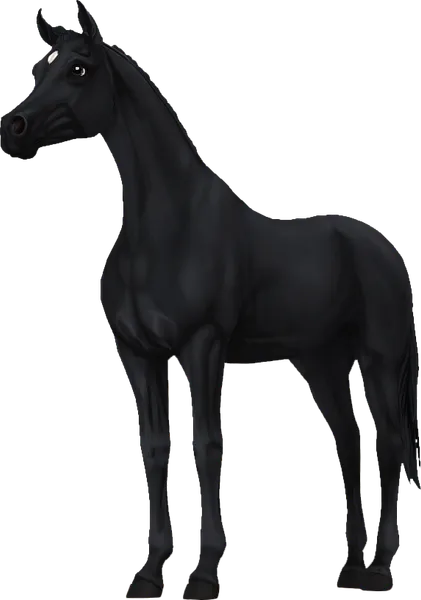 Arabian, Black