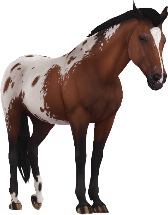 Appaloosa in Star Stable Online
