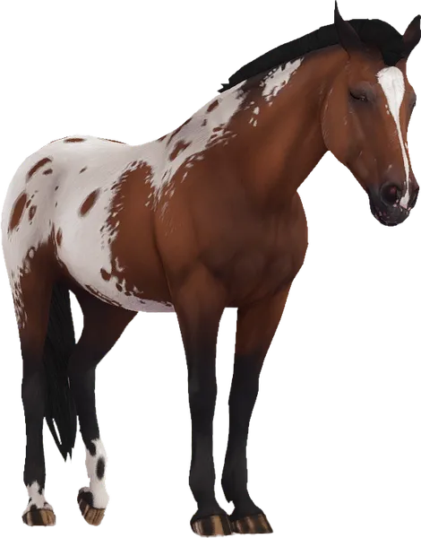 Appaloosa, Bay Extended Blanket