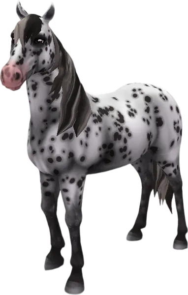Mustang, Black Leopard