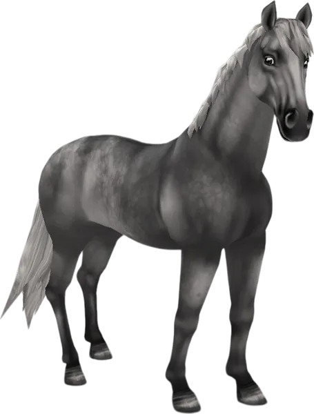 English Thoroughbred, Dapple Grey