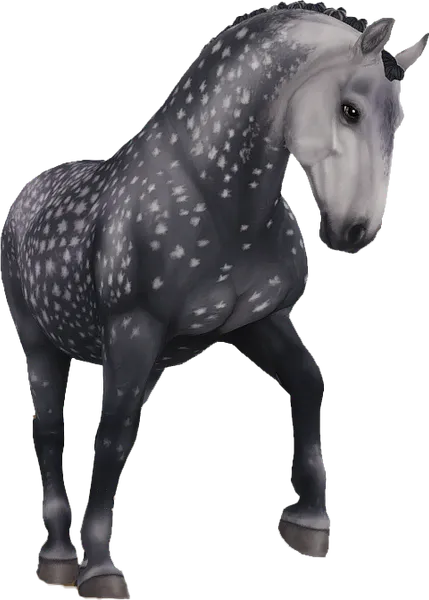 Lipizzaner, Dark Dapple Grey