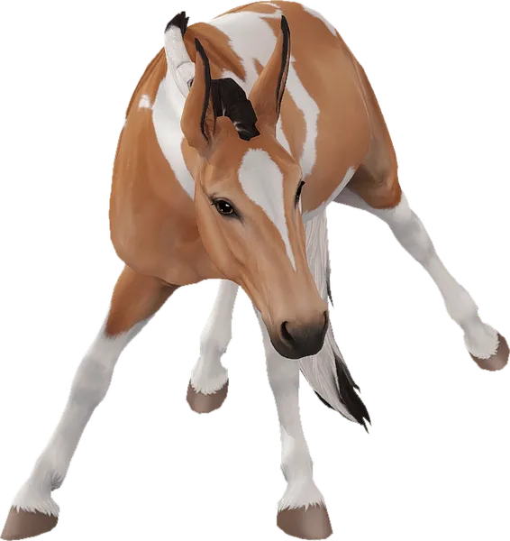 Mule, Buckskin Tobiano