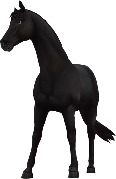 Trakehner, Black