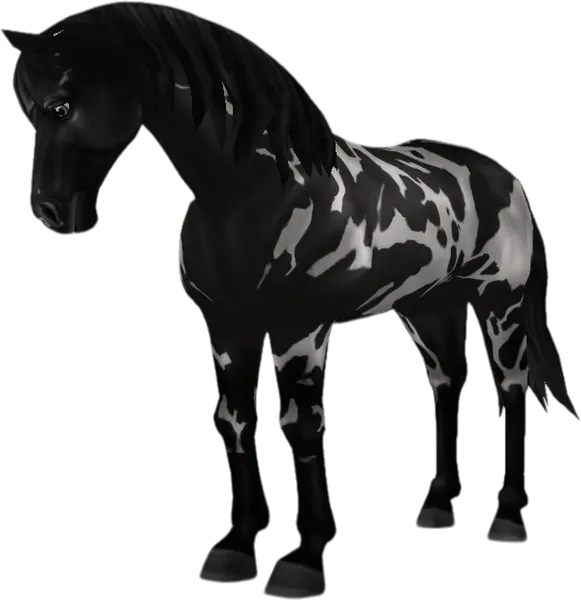 Appaloosa, Black Leopard