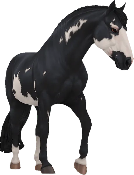 Criollo, Black Overo