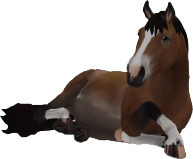 Finnhorse, Bay Pangare