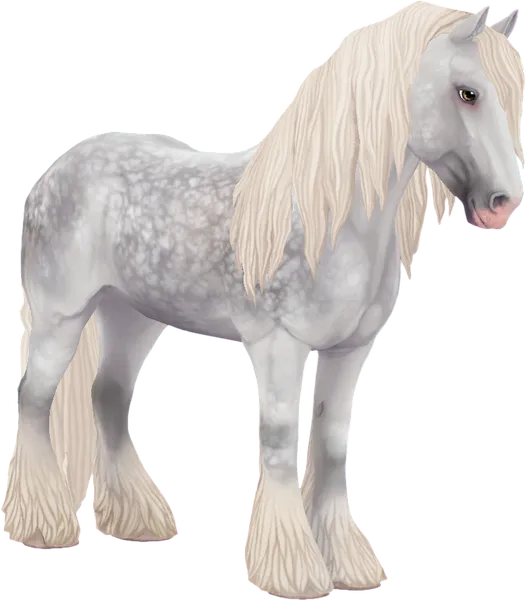 Irish Cob, Dapple Grey