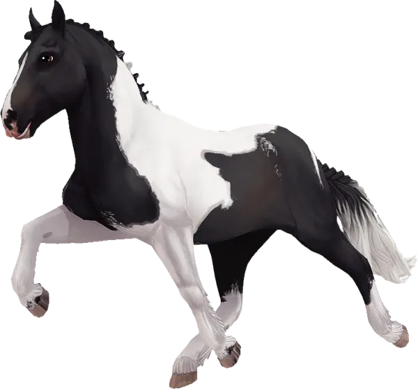 Icelandic Horse, Black Pinto