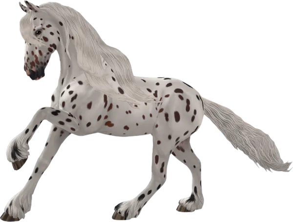Friesian Sport Horse, Bay Leopard